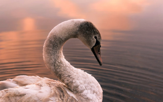 Swan reflection water sunset photorealistic free wallpaper for desktop - medium preview image