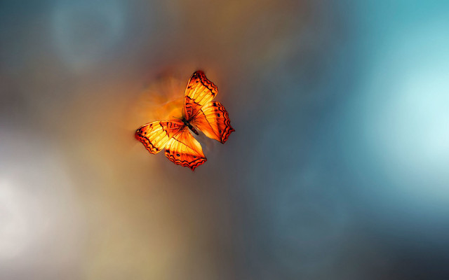 Blue butterflies sky clouds art free wallpaper for desktop - medium preview image