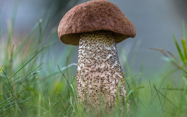 Mushroom grass blurry background nature free wallpaper for desktop - medium preview image