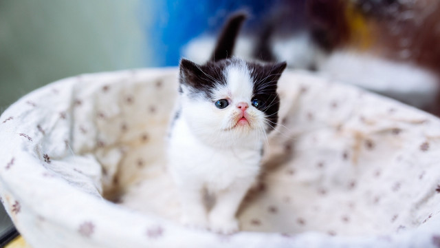 Tiny kitten white basket blurry free wallpaper for desktop - medium preview image