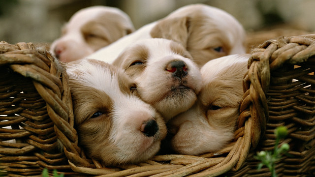 Puppies sleeping basket cute blurry free wallpaper for desktop - medium preview image