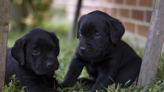 Two black puppies grass cute free wallpaper for desktop - medium preview image