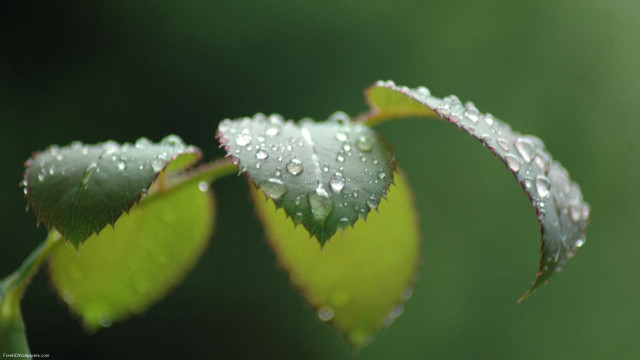 Water droplets leaf macro photography free wallpaper for desktop - medium preview image