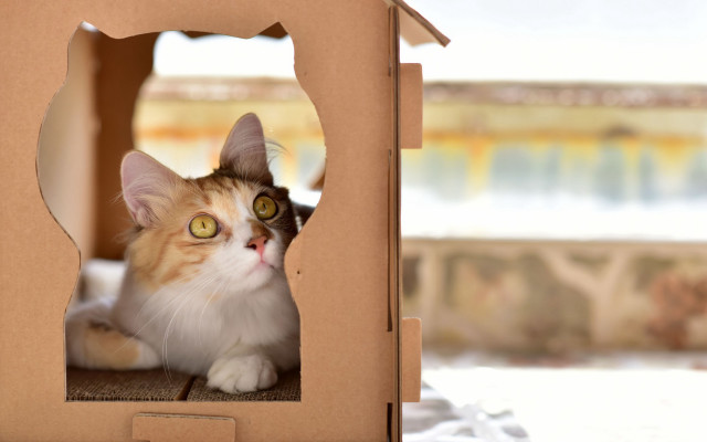 Curious cat cardboard box beach free wallpaper for desktop - medium preview image