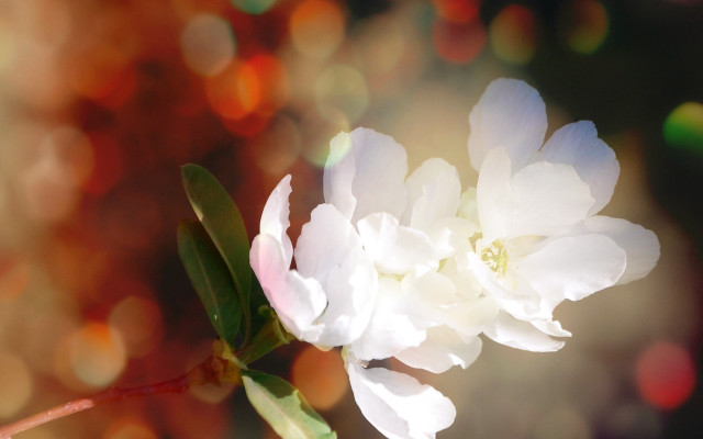 Daisy lily lotus bokeh softfocus free wallpaper for desktop - medium preview image