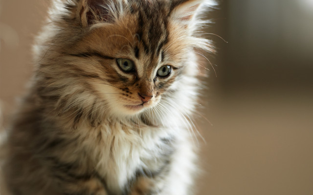 Small kitten long hair serious free wallpaper for desktop - medium preview image