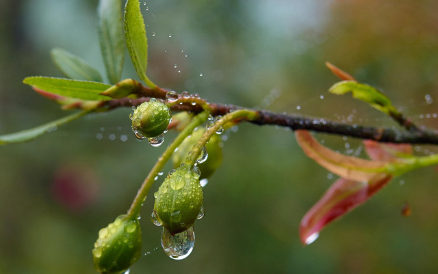 Branch water drops leaves blurry free wallpaper for desktop - medium preview image