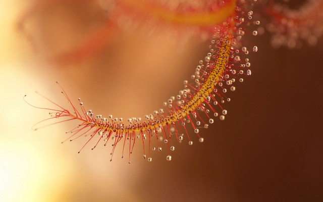 Water drops plant macro autumn free wallpaper for desktop - medium preview image