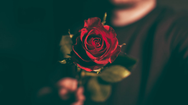 Man red rose blurry background free wallpaper for desktop - medium preview image