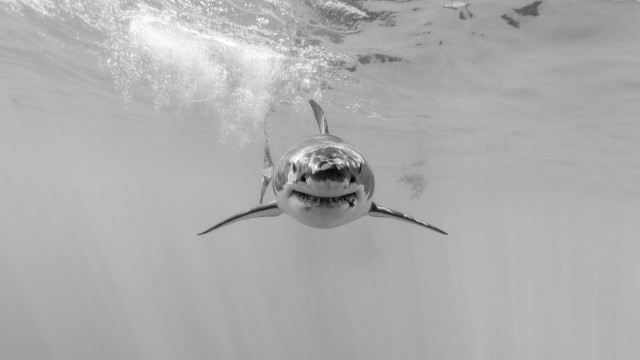Shark open mouth ocean sunlight free wallpaper for desktop - medium preview image