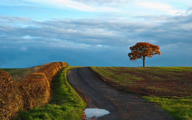 Tree hill road field sky free wallpaper for desktop - medium preview image