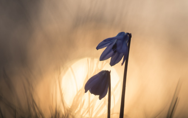 Flowers grass sun fog macro free wallpaper for desktop - medium preview image