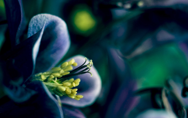 Flower closeup blurry background macro #7 free wallpaper for desktop - medium preview image