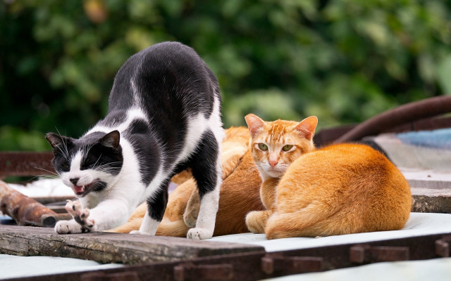 Cats orange black table outdoors free wallpaper for desktop - medium preview image