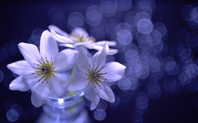 White flower vase blue light free wallpaper for desktop - medium preview image