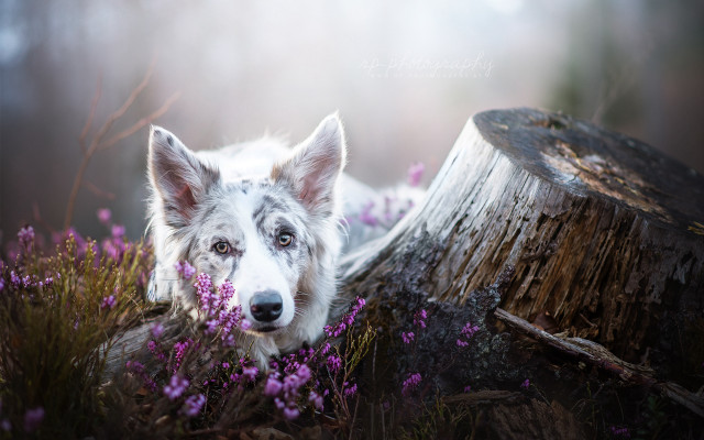 White dog purple field tree free wallpaper for desktop - medium preview image