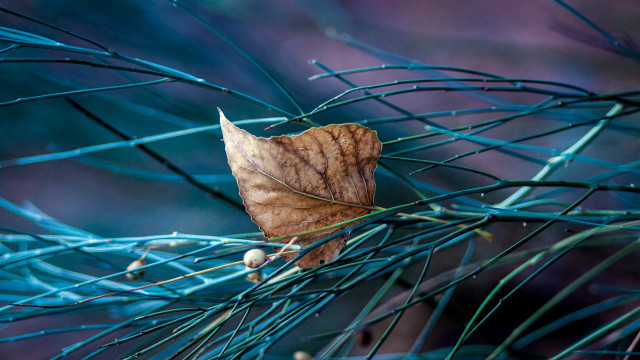 Leaf branch blue needles macro free wallpaper for desktop - medium preview image