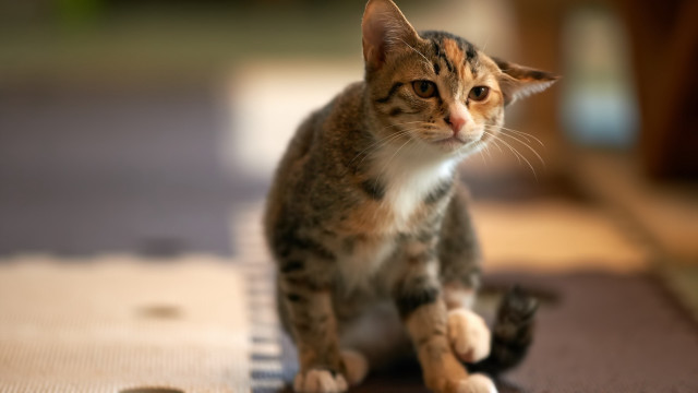 Cat rug blurry background shift free wallpaper for desktop - medium preview image