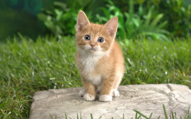 Orange kitten rock grass green free wallpaper for desktop - medium preview image