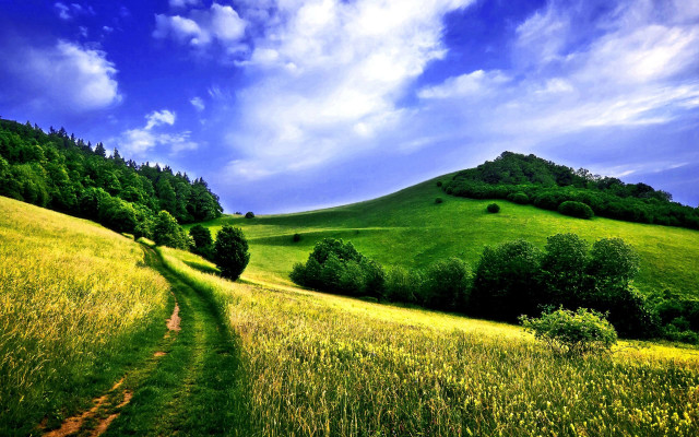 Grassy hill path forest blue free wallpaper for desktop - medium preview image