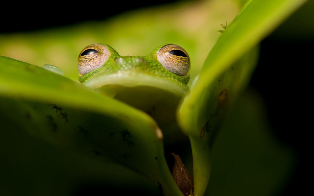 Sad frog on leaf macro free wallpaper for desktop - medium preview image