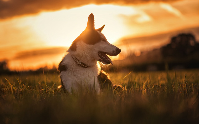Dog sunset field bird elkevogelsang free wallpaper for desktop - medium preview image