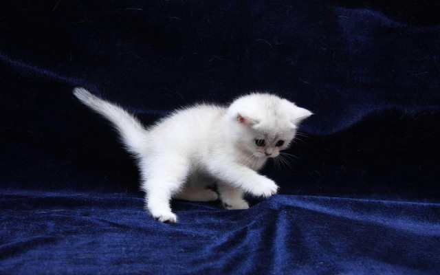 White kitten blue blanket curious free wallpaper for desktop - medium preview image