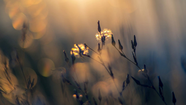Flower sunlight blurry background microscopic free wallpaper for desktop - medium preview image