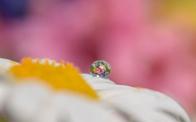 Flower glass ball yellow background free wallpaper for desktop - medium preview image