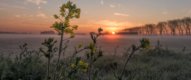 Sunset foggy field plants trees free wallpaper for desktop - medium preview image