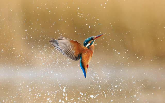 Colorful bird flying aurora fireworks free wallpaper for desktop - medium preview image