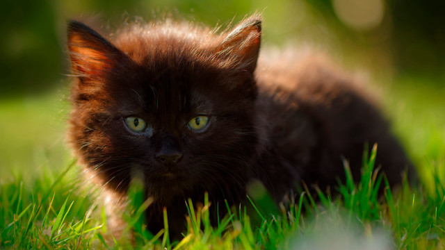 Black cat green eyes gothic #4 free wallpaper for desktop - medium preview image