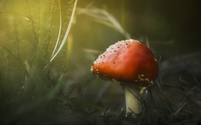 Red mushroom dew grass macro free wallpaper for desktop - medium preview image