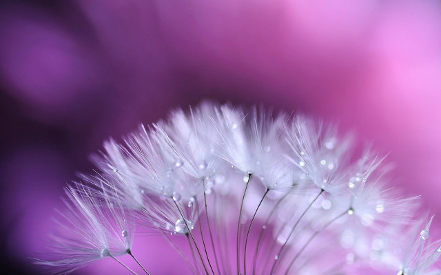 Dandelion water droplets pink background #2 free wallpaper for desktop - medium preview image