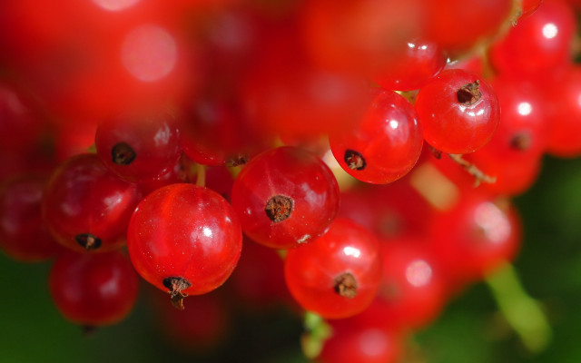 Red berries water droplets nature free wallpaper for desktop - medium preview image