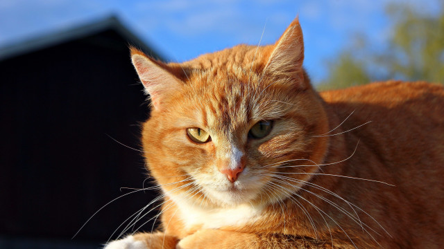 Cat orange shiba inu blurry free wallpaper for desktop - medium preview image