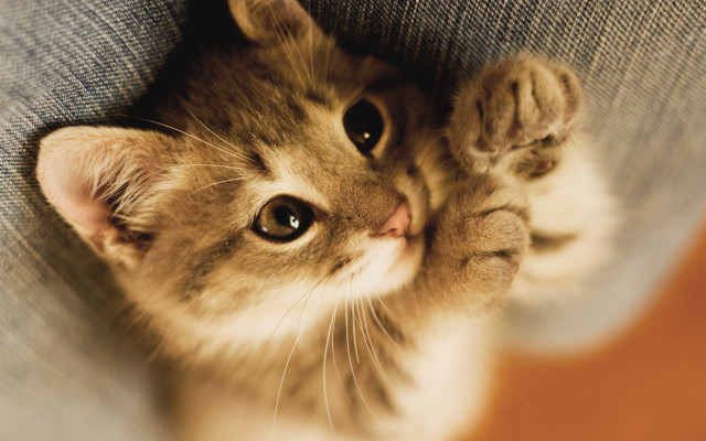 Kitten peeking cushion paws couch free wallpaper for desktop - medium preview image