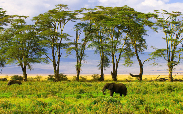 Elephants green field mountains nature free wallpaper for desktop - medium preview image