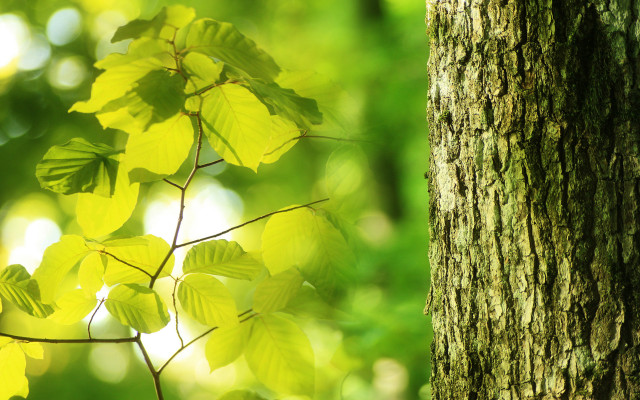 Tree green leaves forest moon free wallpaper for desktop - medium preview image