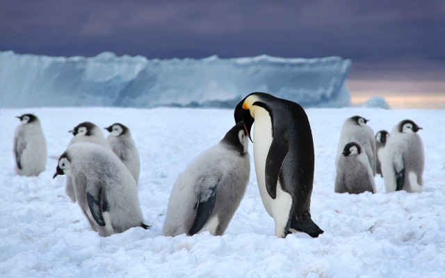 Penguins snow iceberg ecological award free wallpaper for desktop - medium preview image