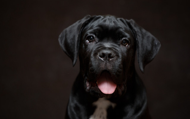 Black dog tongue out eye free wallpaper for desktop - medium preview image