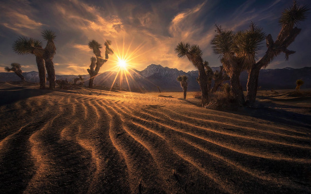 Desert sunset mountains palm trees free wallpaper for desktop - medium preview image