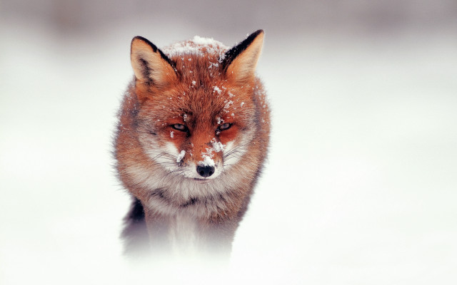 Red fox snow winter sad free wallpaper for desktop - medium preview image