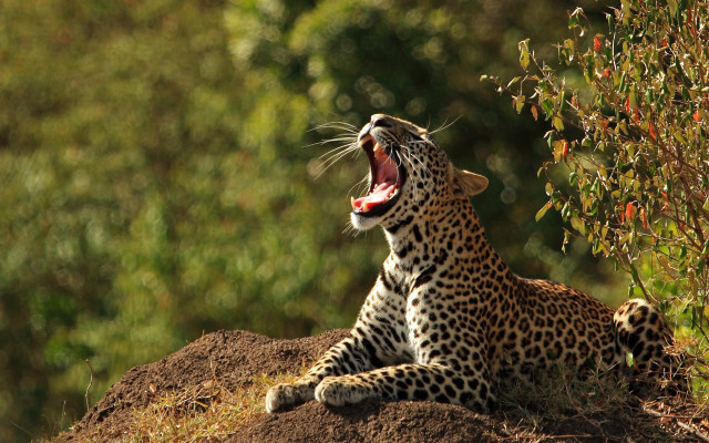 Leopard yawning hill trees nature free wallpaper for desktop - medium preview image