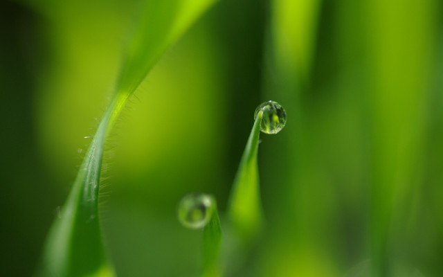 Grass water drops macro shallow free wallpaper for desktop - medium preview image
