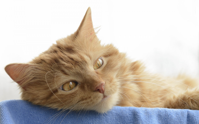 Cat orange laying blue towel free wallpaper for desktop - medium preview image