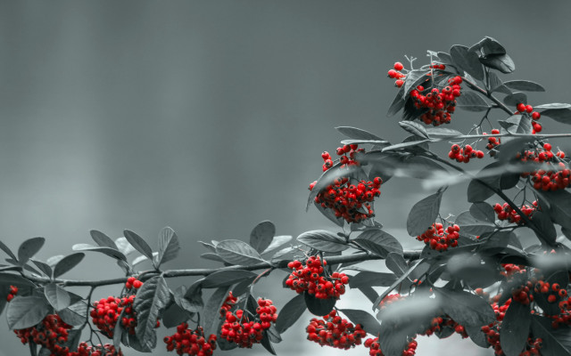Branch berries leaves gray black free wallpaper for desktop - medium preview image