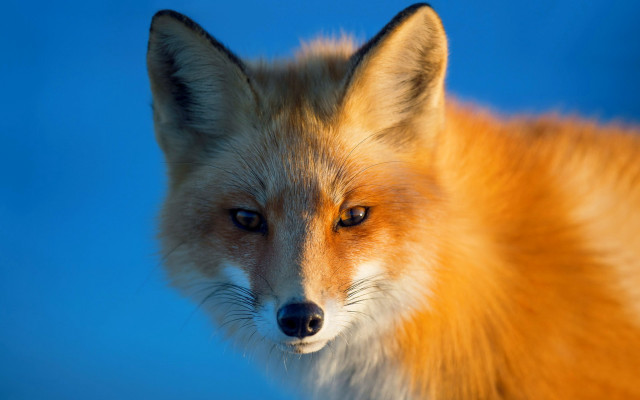 Fox blue background blurry portrait free wallpaper for desktop - medium preview image