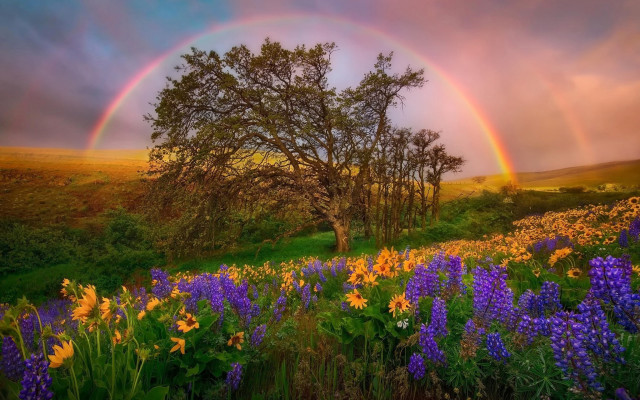 Rainbow flower field mountains sunset free wallpaper for desktop - medium preview image