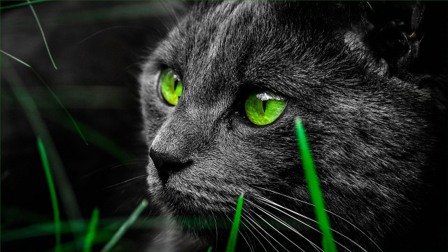 Black cat green eyes closeup free wallpaper for desktop - medium preview image